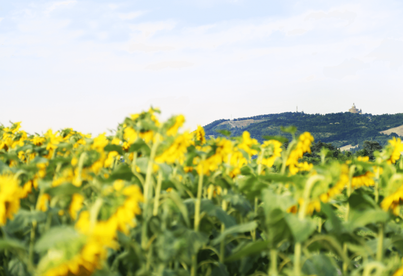 San Luca Bologna girasoli