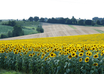 Campo di girasoli Casalecchio Bologna