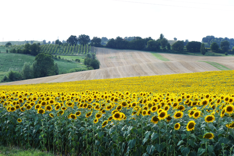 Campo di girasoli Casalecchio Bologna