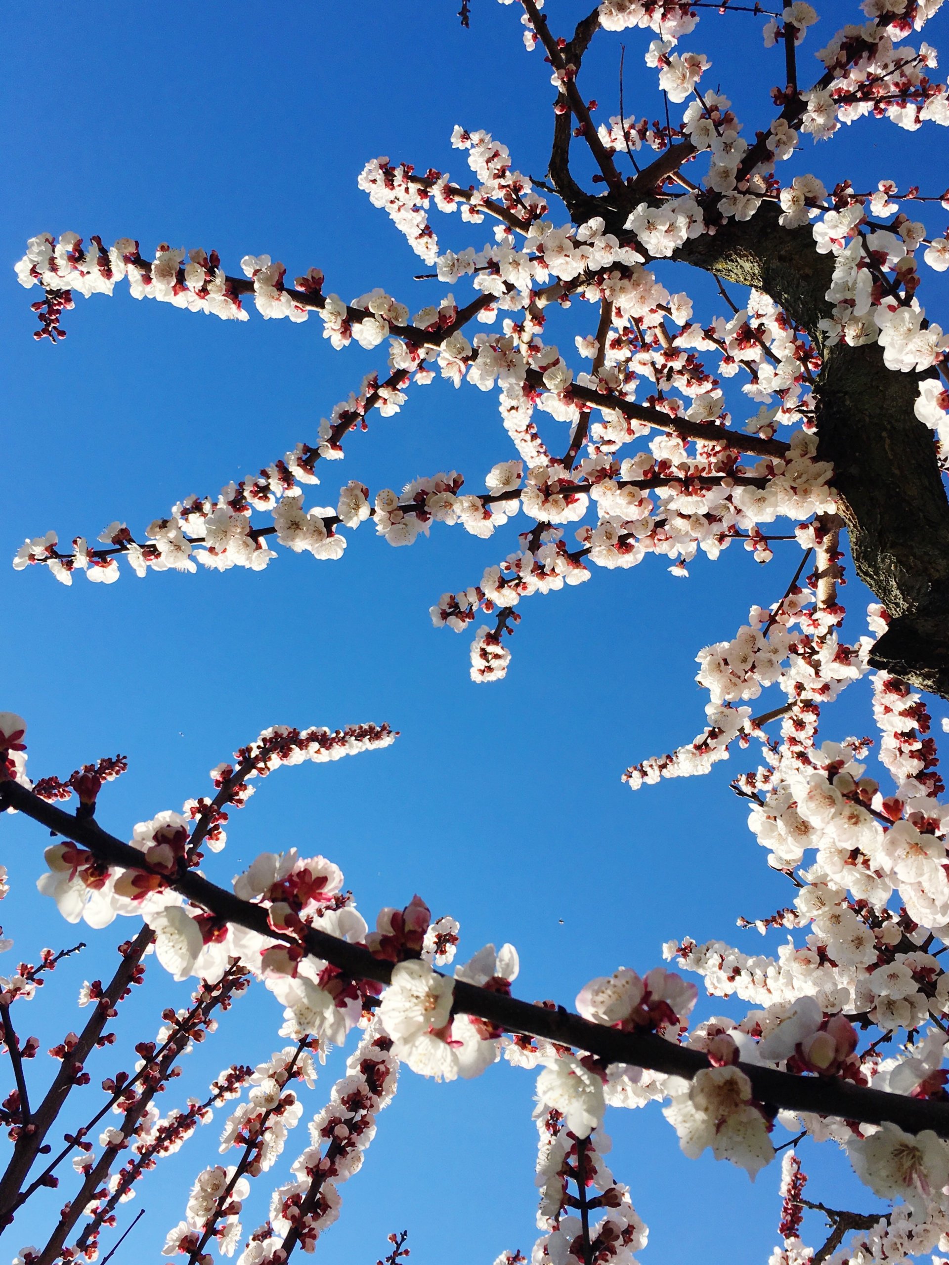 Pesco in fiore Bologna